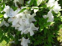 s-DSC01235
